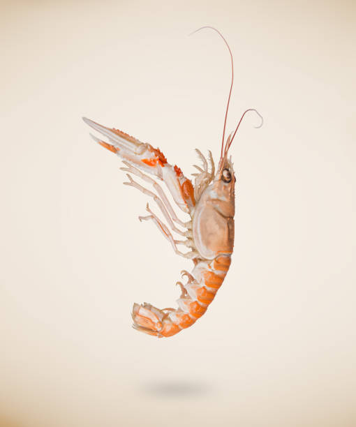 istock Back view of raw langoustine isolated on beige background. 1136889055