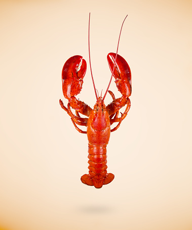 Top view of boiled red lobster isolated on beige background