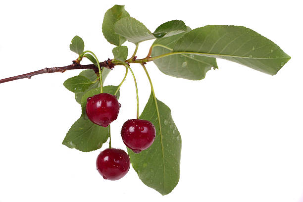 istock Fresh ripe cherries with the branch 113688971