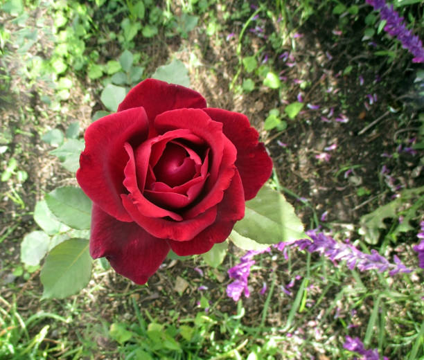 Red roses in the spring garden
