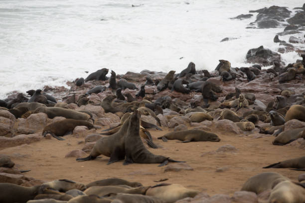 ein wildes tier liebt die freiheit der natur - south pacific ocean audio stock-fotos und bilder