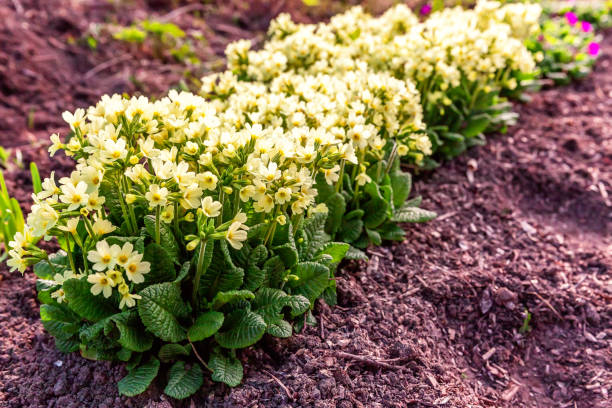 istock Primrose with yellow flowers 1136890178