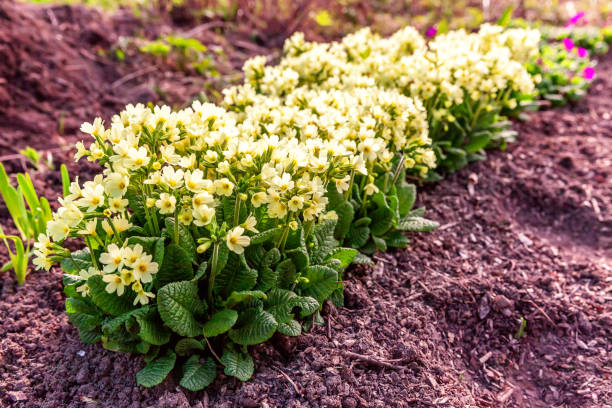 istock Primrose with yellow flowers 1136890199