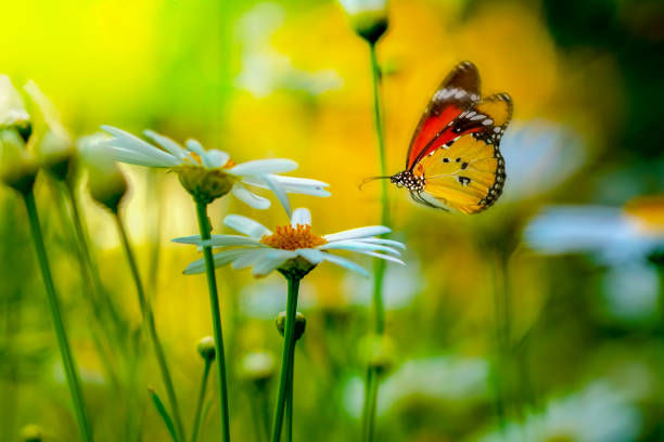 istock Beautiful butterfly flying on flower 1136890409