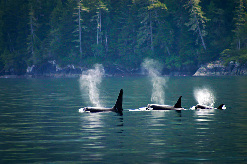 Tres orcas o ballenas asesinas seguidas photo