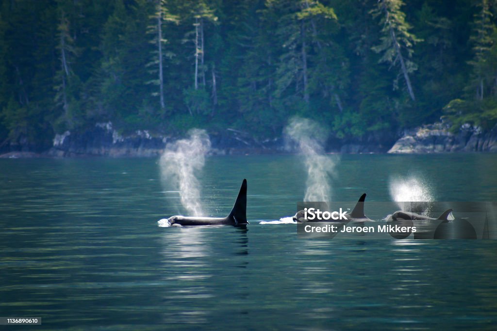 Three orcas or killer whales in a row Three orcas in a row at Telegraph Cove at Vancouver island, British Columbia, Canada Killer Whale Stock Photo