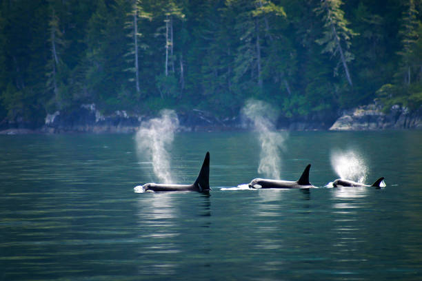 Three orcas or killer whales in a row Three orcas in a row at Telegraph Cove at Vancouver island, British Columbia, Canada vancouver island photos stock pictures, royalty-free photos & images
