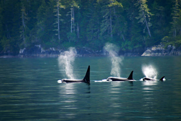 Three orcas or killer whales in a row Three orcas in a row at Telegraph Cove at Vancouver island, British Columbia, Canada pod stock pictures, royalty-free photos & images