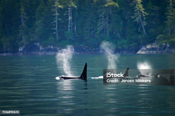 Three Orcas Or Killer Whales In A Row Stock Photo - Download Image Now - Killer Whale, Vancouver Island, Canada