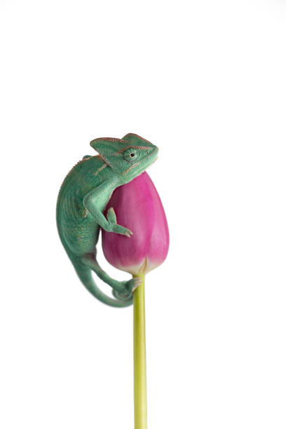 Veiled Chameleon on a flower isolated on white background Veiled Chameleon on a flower isolated on white background prehensile tail stock pictures, royalty-free photos & images