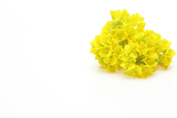istock canola flowers in a white background 1136893359