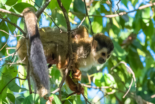 капуцин, обезьяна - brown capuchin monkey стоковые фото и изображения