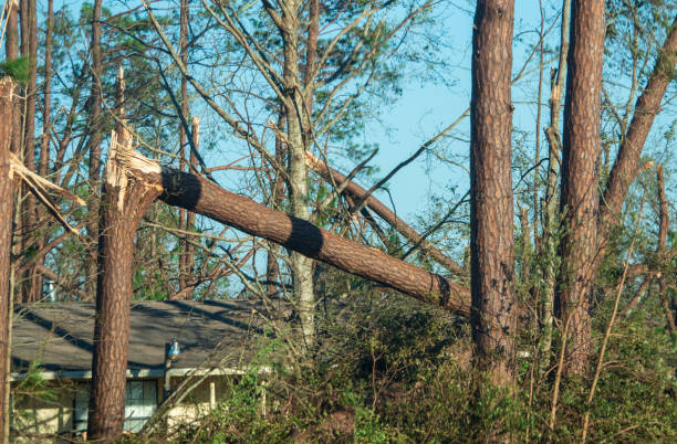 istock The tree's fell on the houses 1136893605