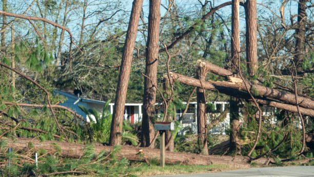 istock The tree's fell on the houses 1136893607