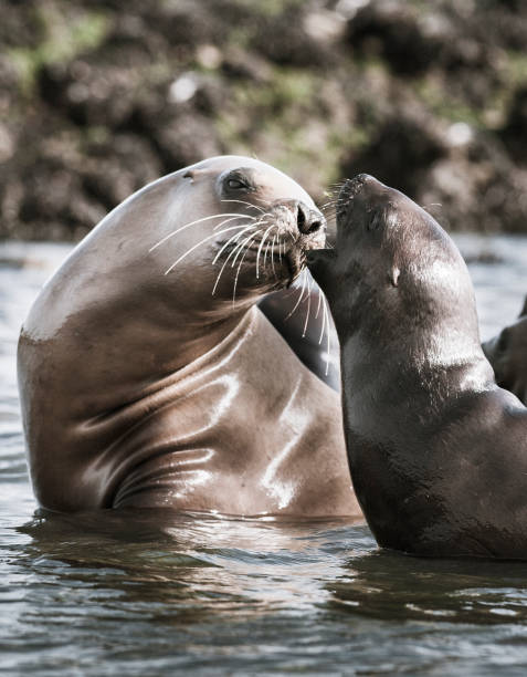 istock Sea Lion pup 1136893682
