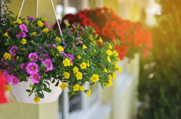 Photo of Baskets of hanging petunia flowers on balcony. Petunia flower in ornamental plant.