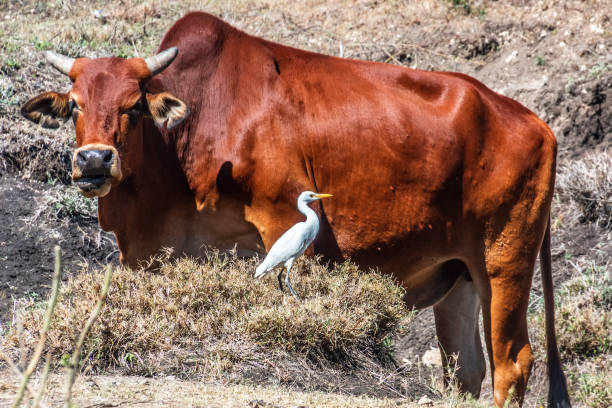 istock great egret in foreground and cow in background 1136893874