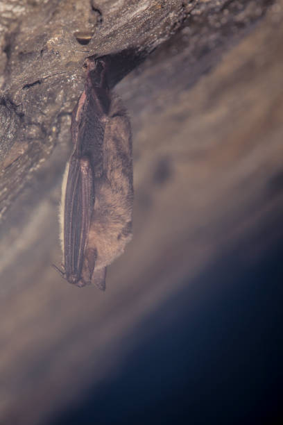 istock Close up small sleeping horseshoe bat covered by wings, hanging upside down on top of cold natural rock cave while hibernating. 1136893892
