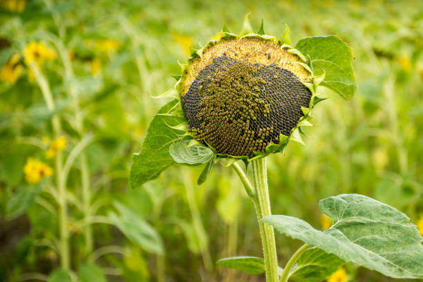 istock sunflower partially eaten birds on the field 1136894797