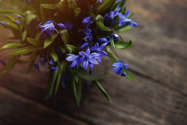 istock Blue spring flowers Scylla, bouquet on table 1136894802