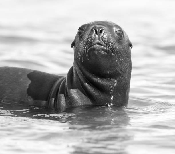 istock Sea Lion pup 1136894937
