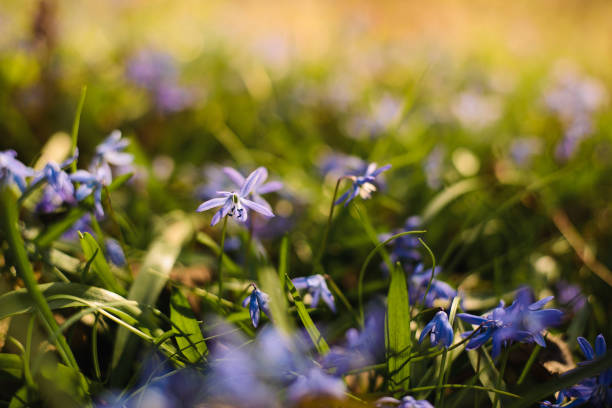 istock Scilla Siberian Blue spring flower. First spring wild flowers. 1136894998