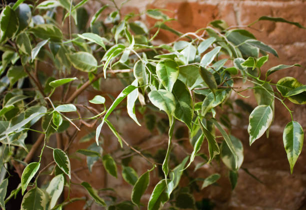White and green ficus foliage on background of red wall stock photo