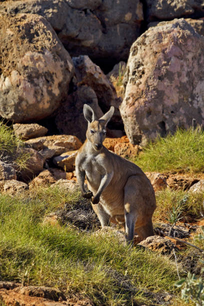 Large red kangaroo stands in the wild landscape of Cape Range National Park in Western Australia.