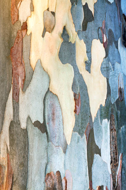 fondo de corteza de eucalipto - pattern hide beige textured fotografías e imágenes de stock