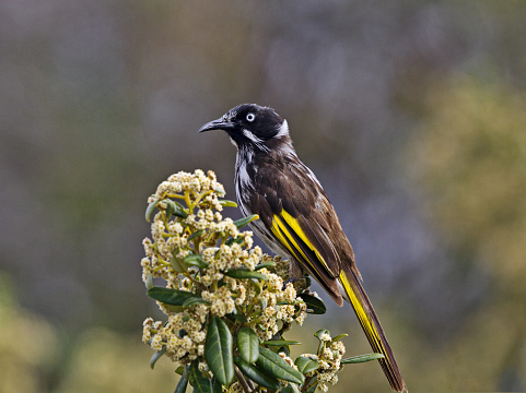 Honeyeater perched on flower stalk in Western Australia