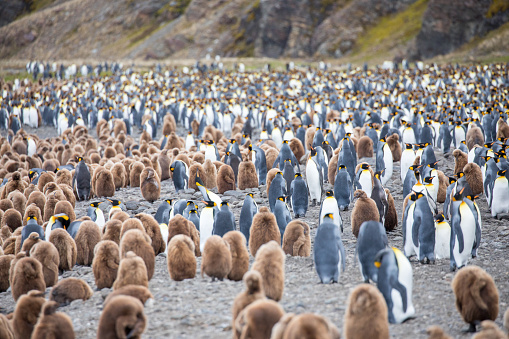 some penguins in the arctic walking around on the north pole and looking for the young baby\