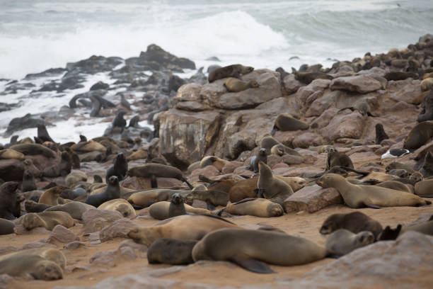 ein wildes tier liebt die freiheit der natur - south pacific ocean audio stock-fotos und bilder