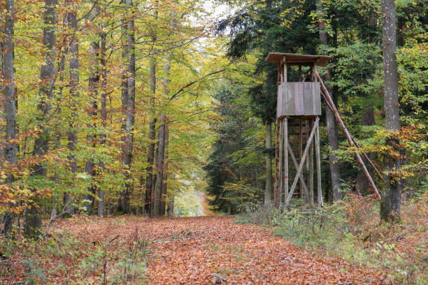 istock In the autumn forest. Autumn trees in the forest. 1136898304