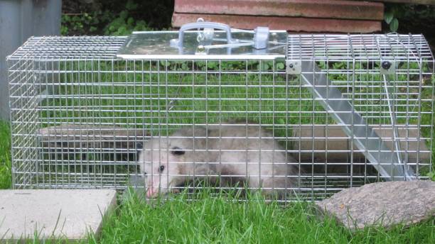 Trapped Possum in Humane Trap Caged Wildlife in No Kill Trap angry opossum stock pictures, royalty-free photos & images