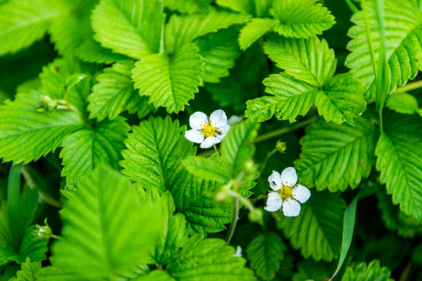 istock Flowers strawberries in a vegetable garden 1136900548