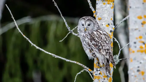 Photo of Ural owl perching on an aspen twig