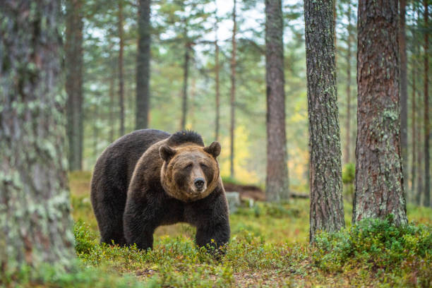 istock Brown bear in the autumn forest. 1136902948