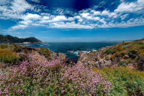 Point Lobos State Reserve, CA Point Lobos State Reserve, CA point lobos state reserve stock pictures, royalty-free photos & images