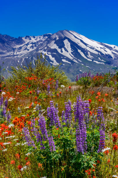 mt st helens wildflowers - nature active volcano mt st helens volcano fotografías e imágenes de stock