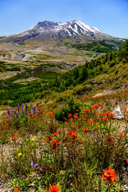 mt st helens wildflowers - nature active volcano mt st helens volcano fotografías e imágenes de stock