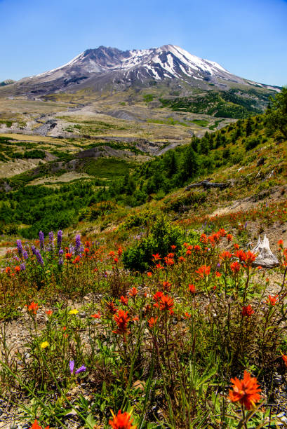 istock Mt St Helens Wildflowers 1136904516