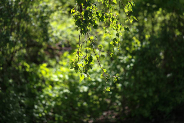 istock Green foliage in the sun 1136905147