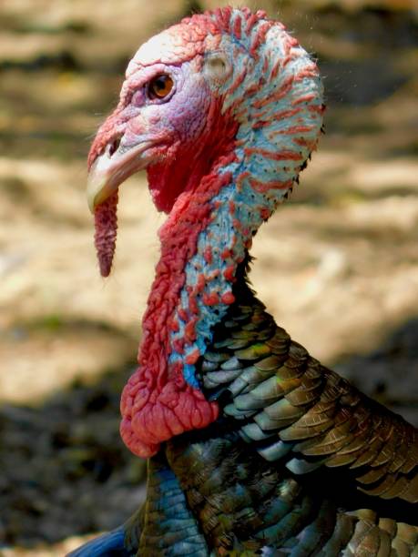istock Yes! I made it another November 1136905192
