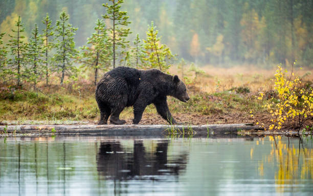 istock A brown bear  on the bog. 1136905505