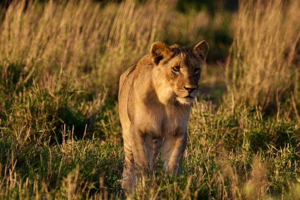 istock Lioness in the golden hour 1136905518
