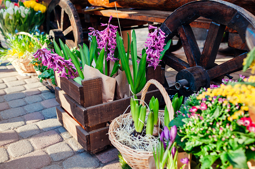 Flower market. Spring flowers in boxes and buckets ready for sale. Hyacinth and crocus. Mother's day present