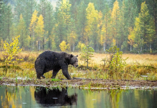istock A brown bear  on the bog. 1136908673