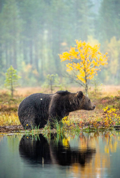 istock A brown bear  on the bog. 1136908707
