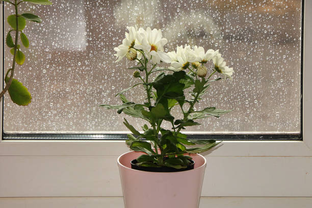 istock Flowers with drops on the window 1136908962
