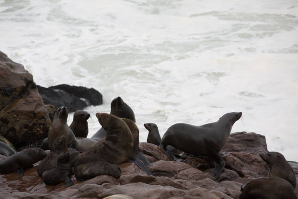 ein wildes tier liebt die freiheit der natur - south pacific ocean audio stock-fotos und bilder